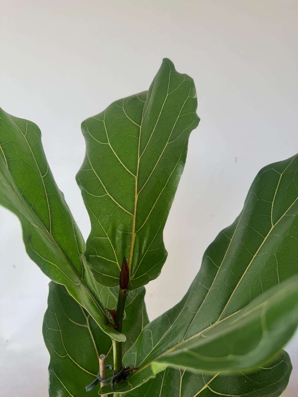 Ficus Lyrata Bambino - V.17