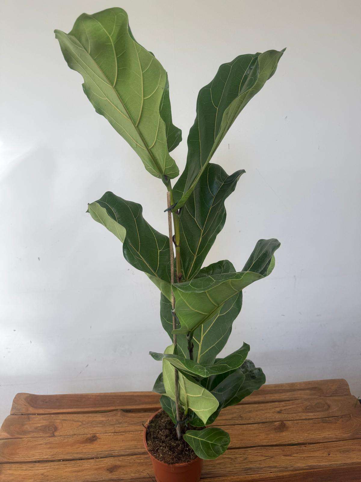 Ficus Lyrata Bambino - V.17 - Image 3