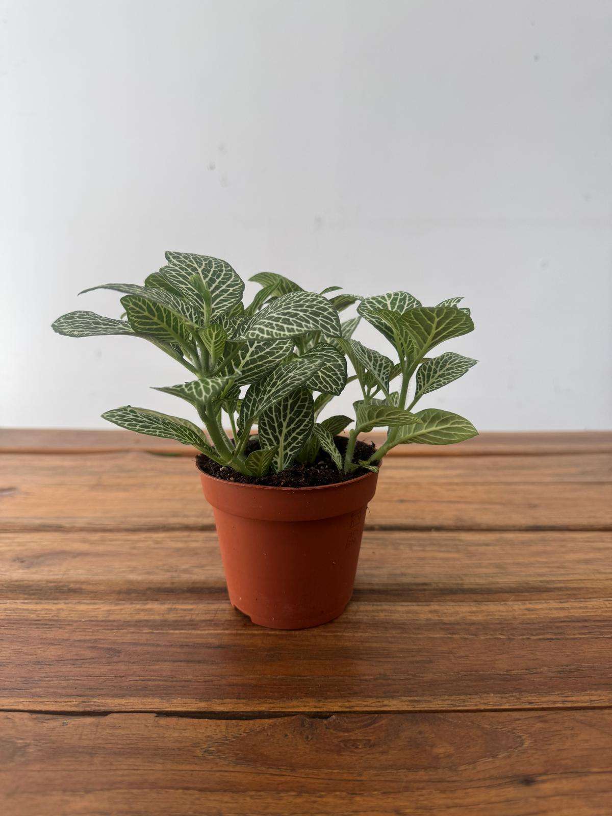 Fittonia - V.8 - Image 2
