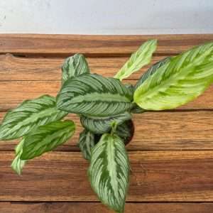 Calathea - V.7