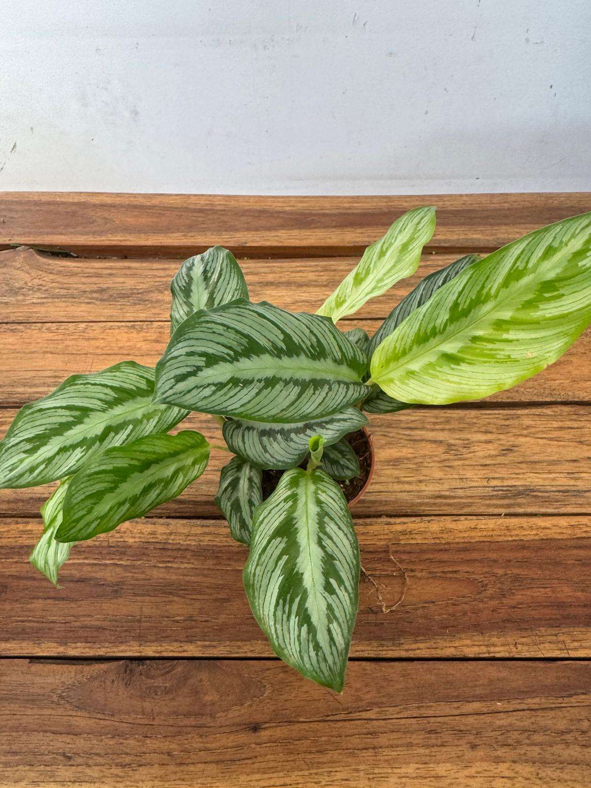 Calathea Flamestar Mini - V.7