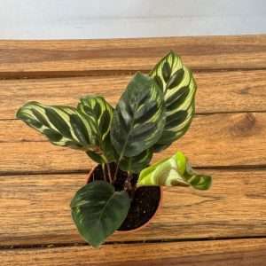 Calathea - V.7