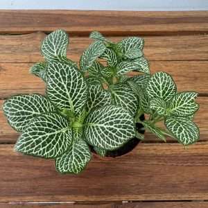 Fittonia - V.8
