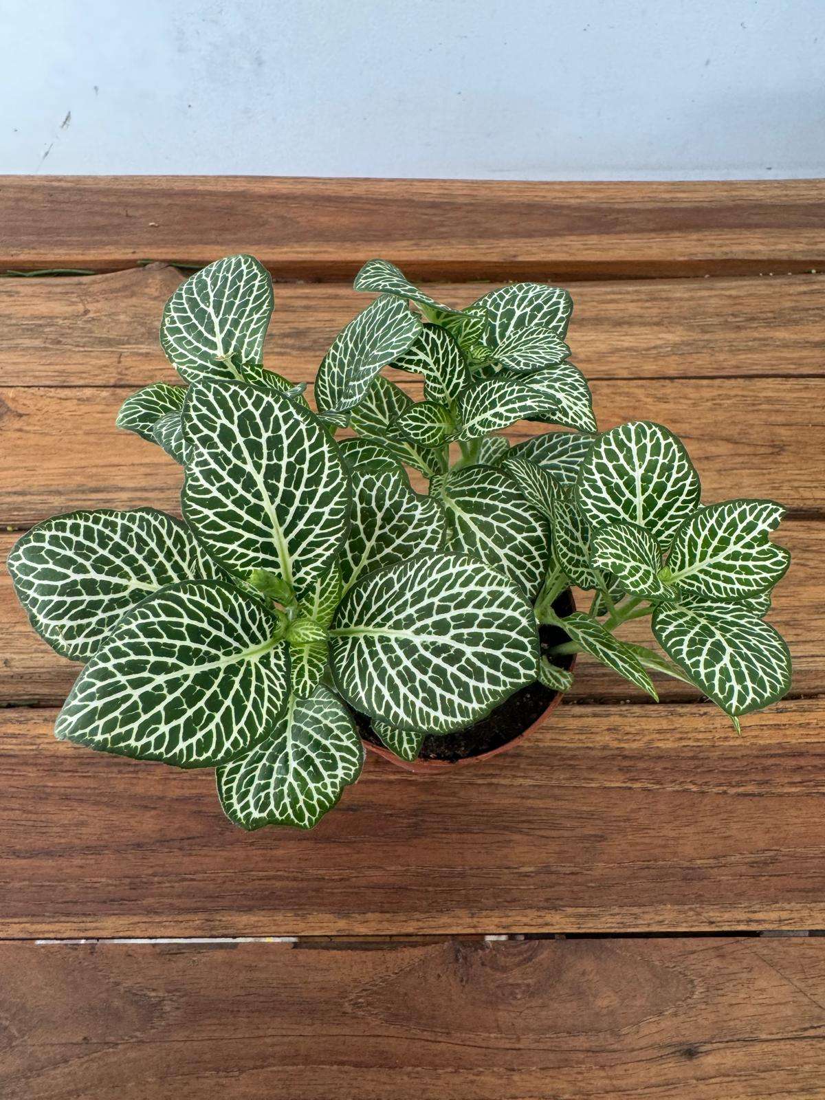 Fittonia - V.8