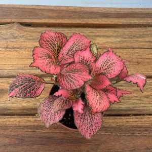 Fittonia - V.8
