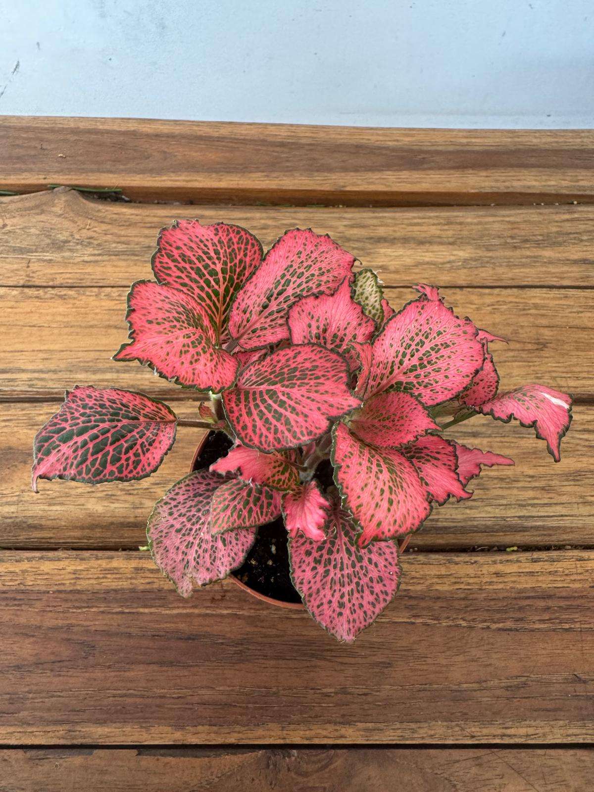 Fittonia - V.8