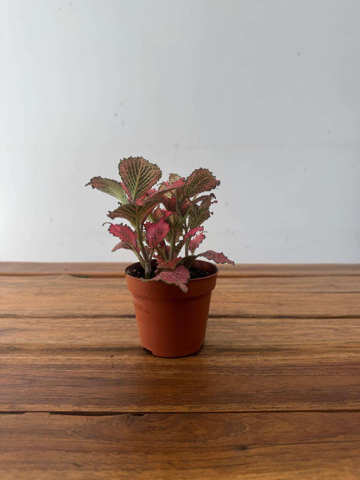 Fittonia - V.8 - Image 2