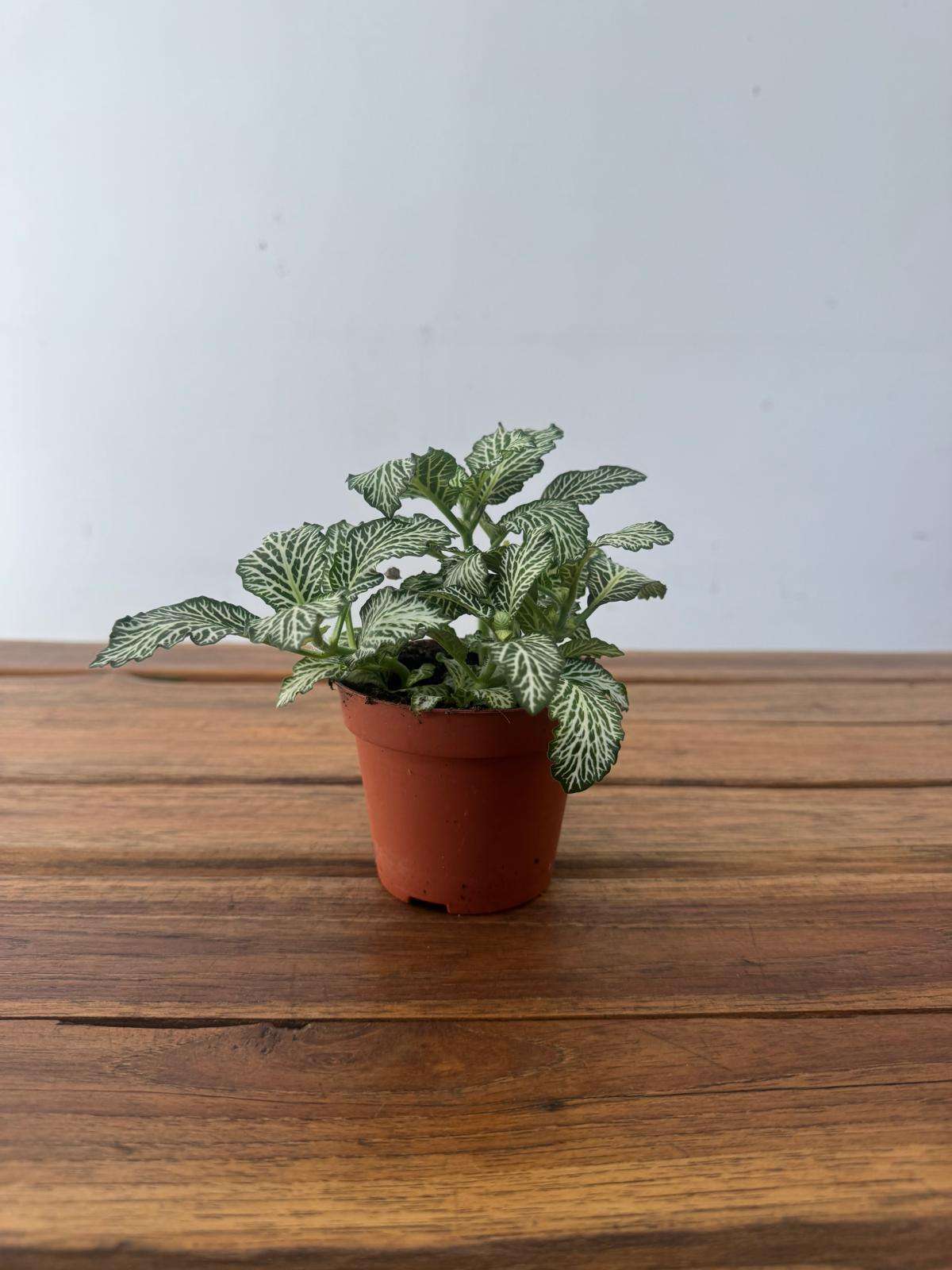 Fittonia - V.8 - Image 2