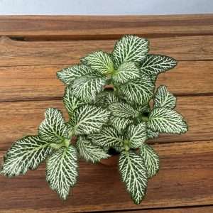 Fittonia - V.8