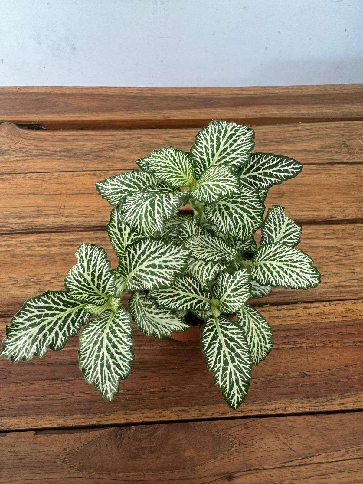 Fittonia - V.8