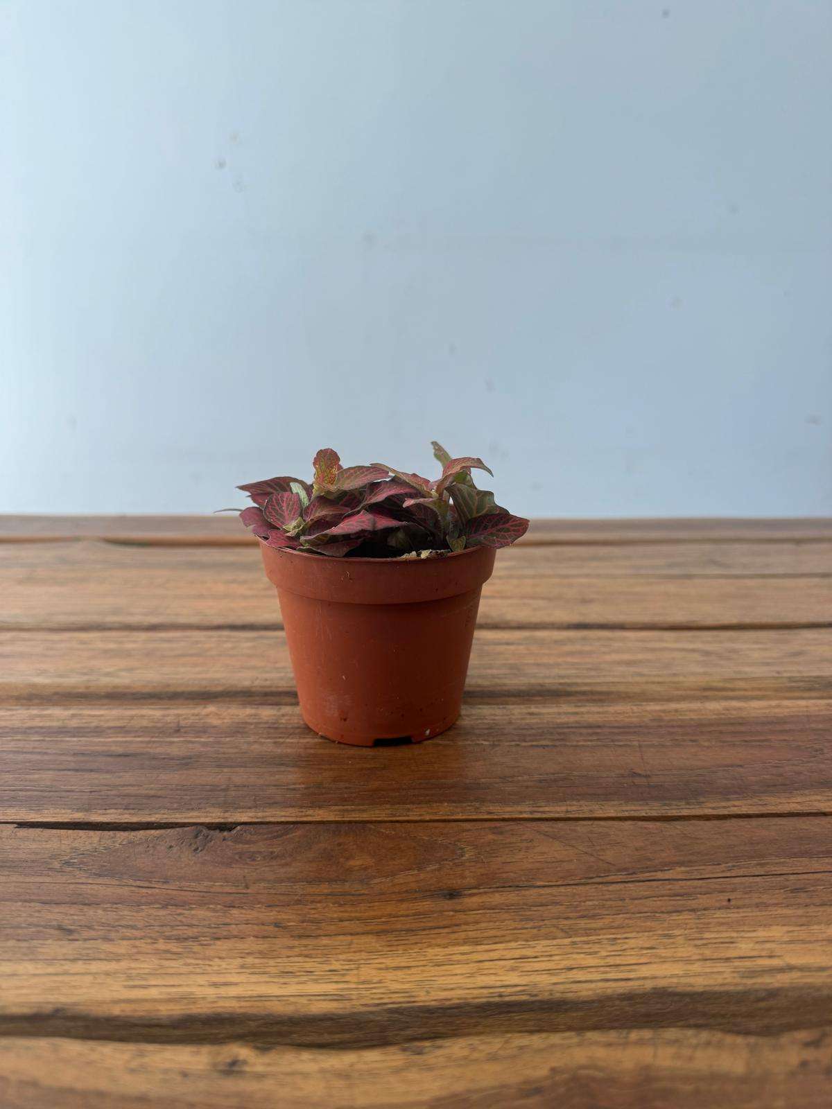 Fittonia - V.8 - Image 2