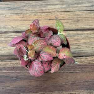 Fittonia - V.8