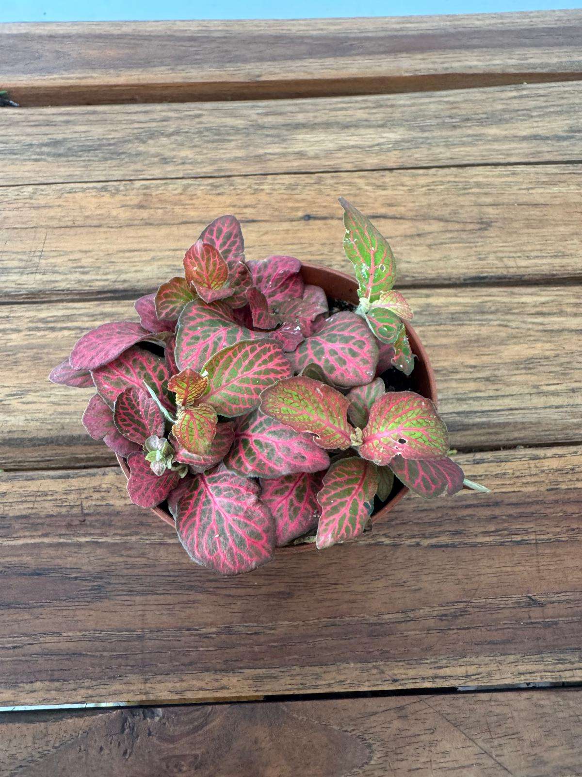 Fittonia - V.8