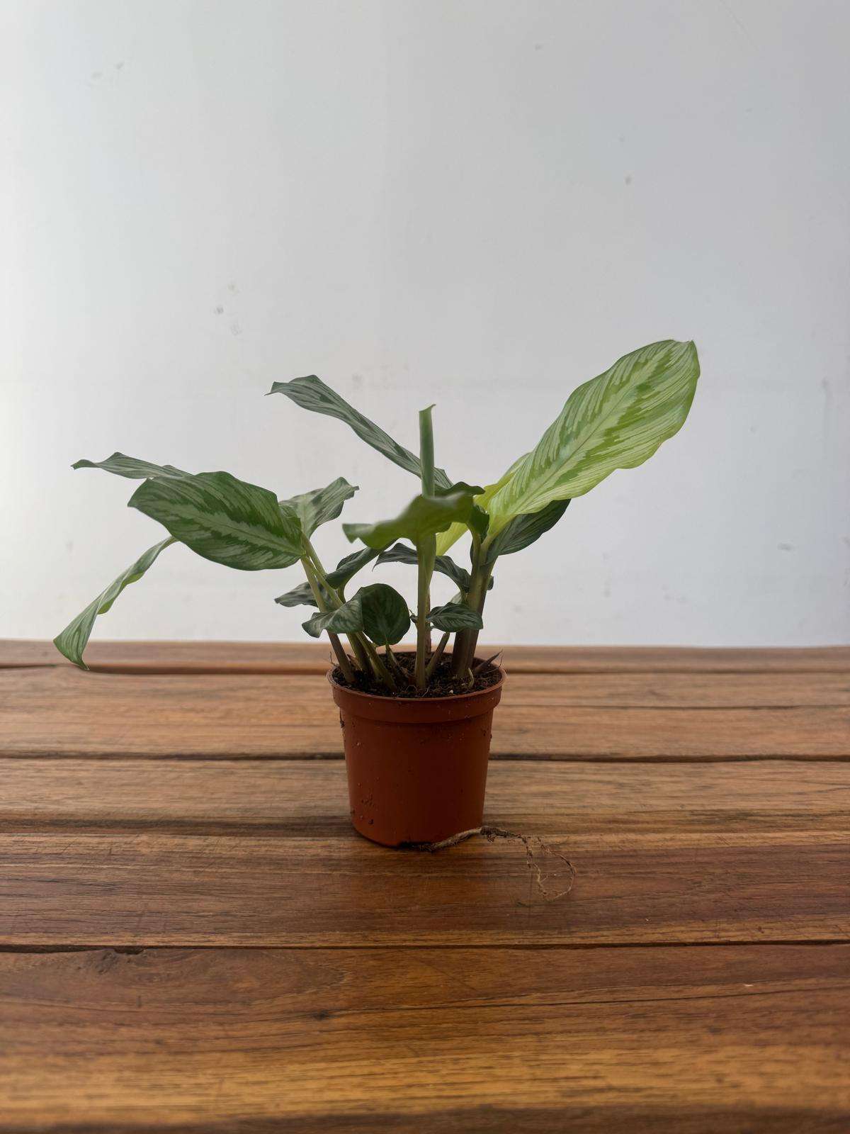 Calathea Flamestar Mini - V.7 - Image 2