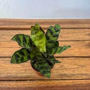 Calathea - V.7