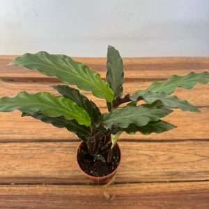Calathea - V.7