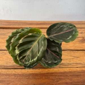 Calathea - V.7