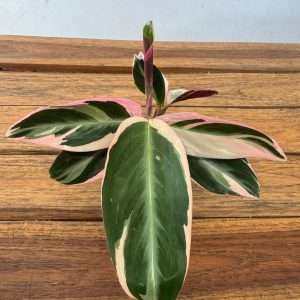 Calathea - V.7