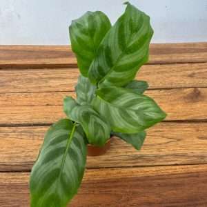 Calathea - V.7