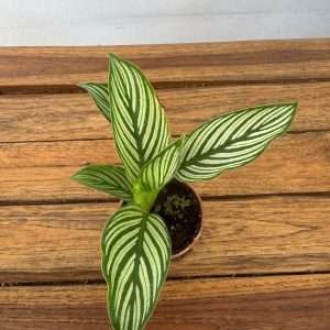 Calathea - V.7