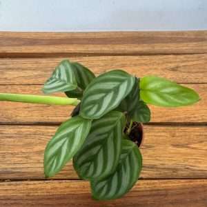 Calathea - V.7