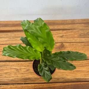 Calathea - V.7