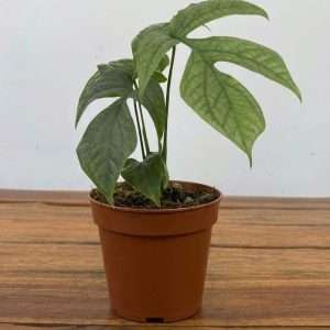 Monstera Amydrium Medium 'Silver' - V.12