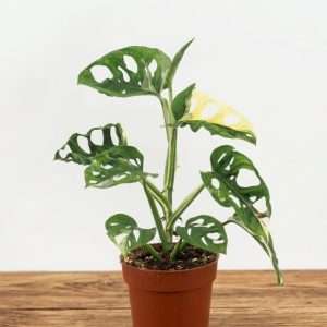 Monstera Adansonii 'Variegata'  -V.12