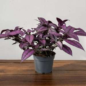 Strobilanthes Dyeriana 'Metallica' - V.17