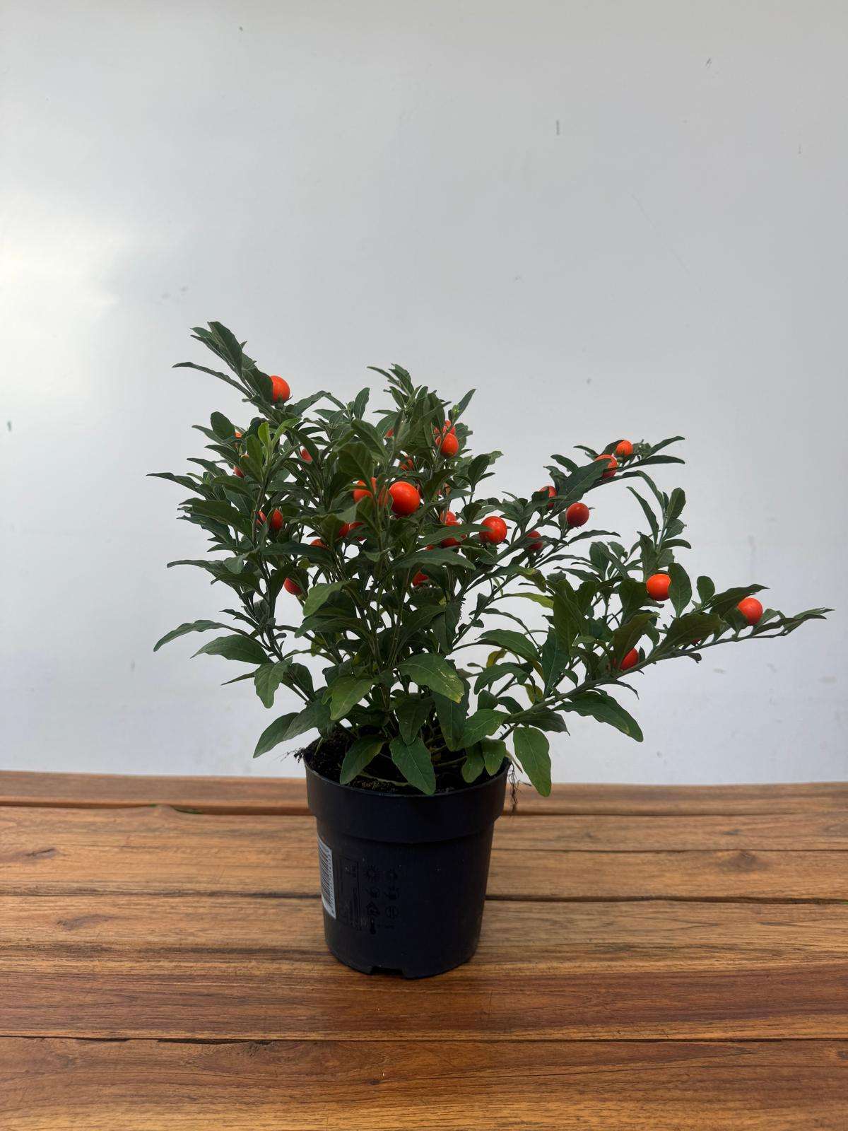 Solanum Pseudocapsicum - V.12 - Image 2