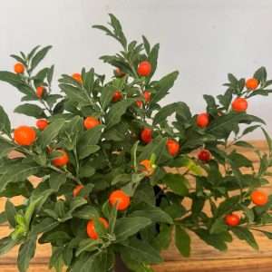 Solanum Pseudocapsicum - V.12