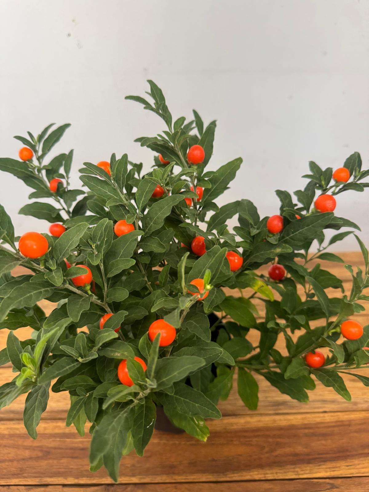Solanum Pseudocapsicum - V.12