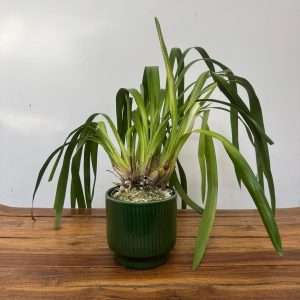 Cymbidium Flor Grande - V.14