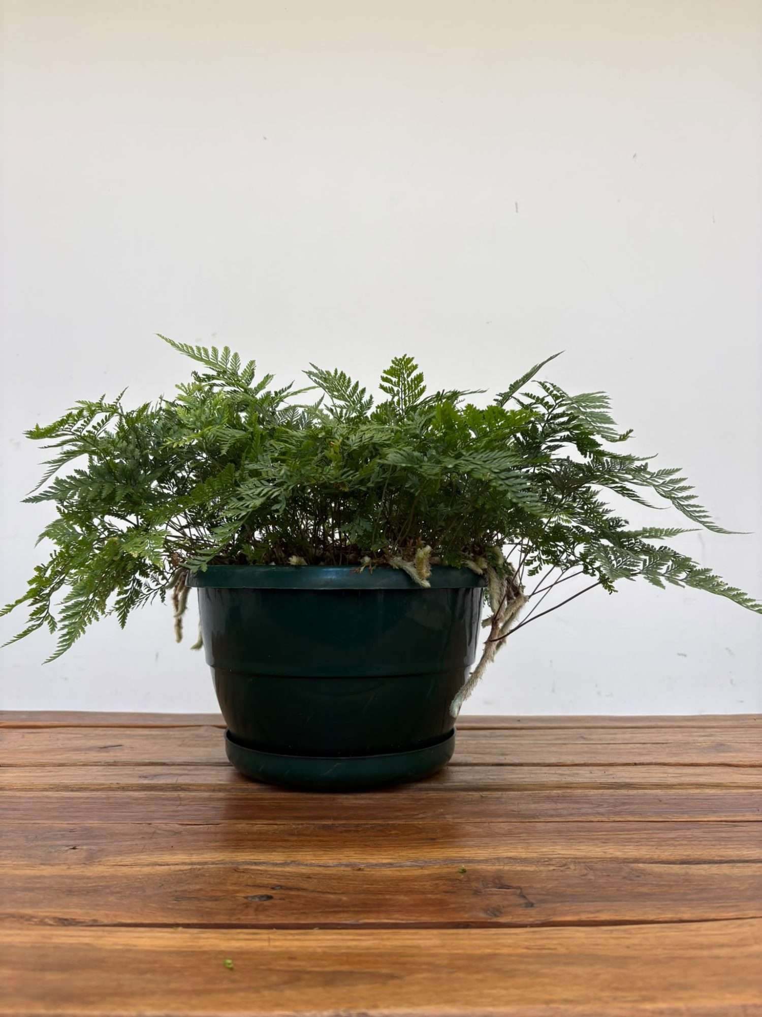 Davallia Fejeensis - V.25 - Image 2