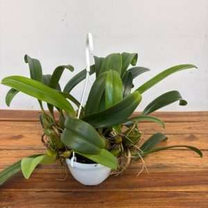 Bulbophyllum Hang 'Sem Flor' - V.14