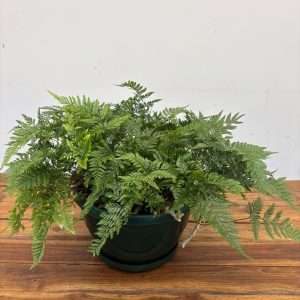 Davallia Fejeensis - V.25