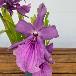 Miltonia - V.12