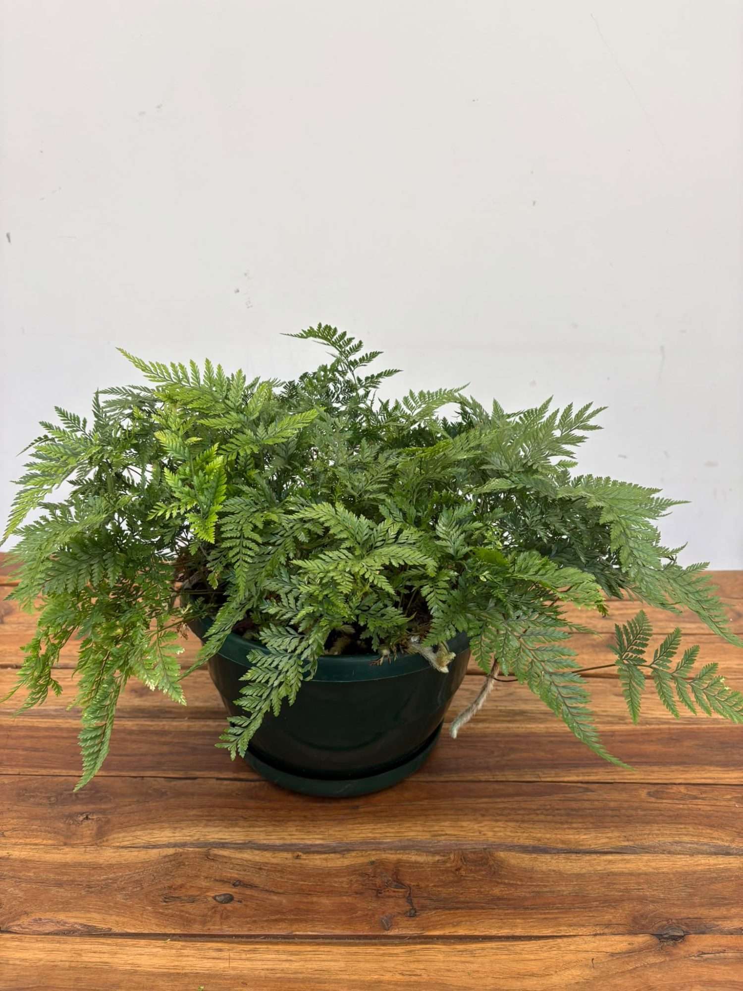 Davallia Fejeensis - V.25