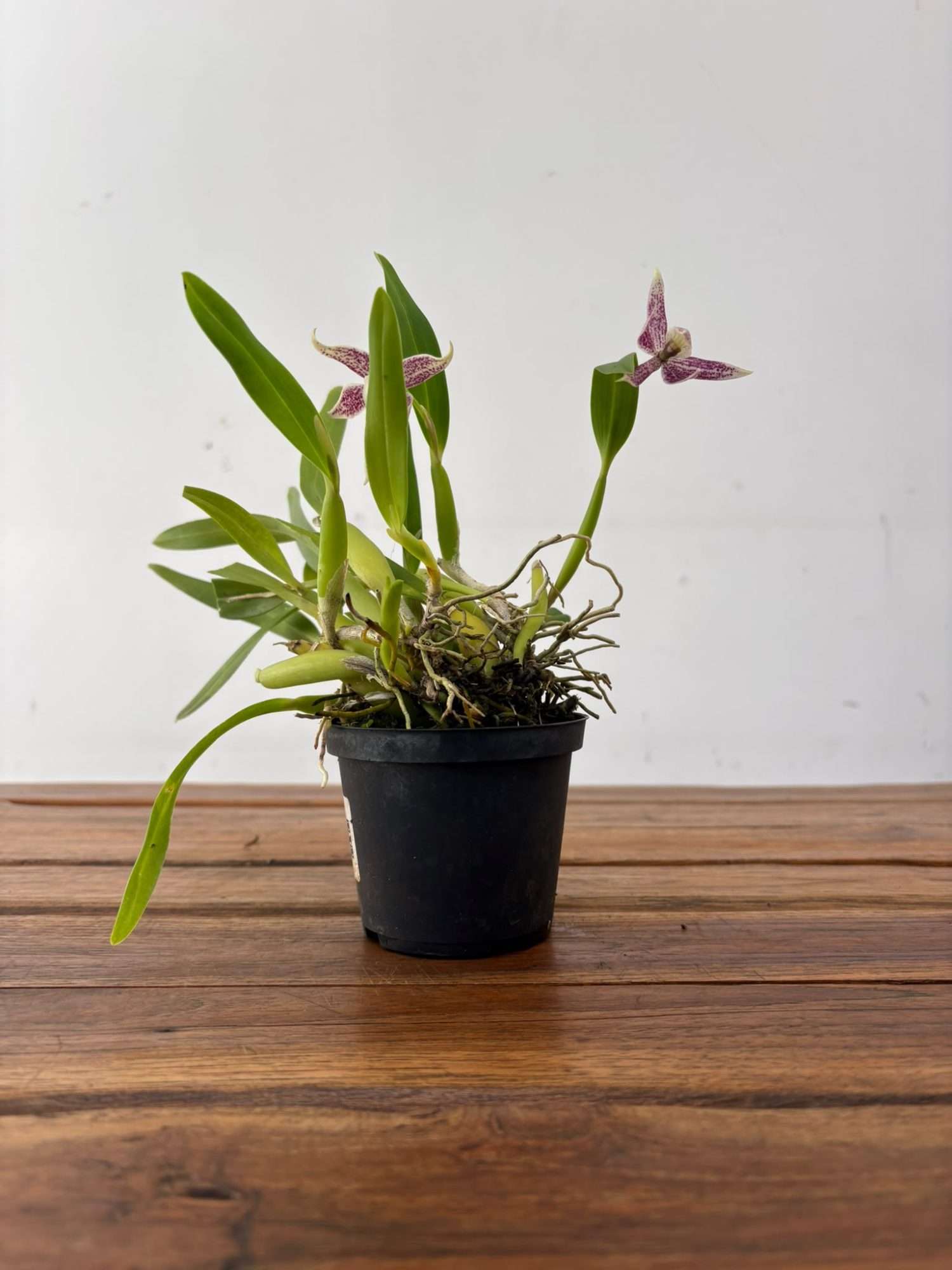 Prosthechea - V.9 - Image 3