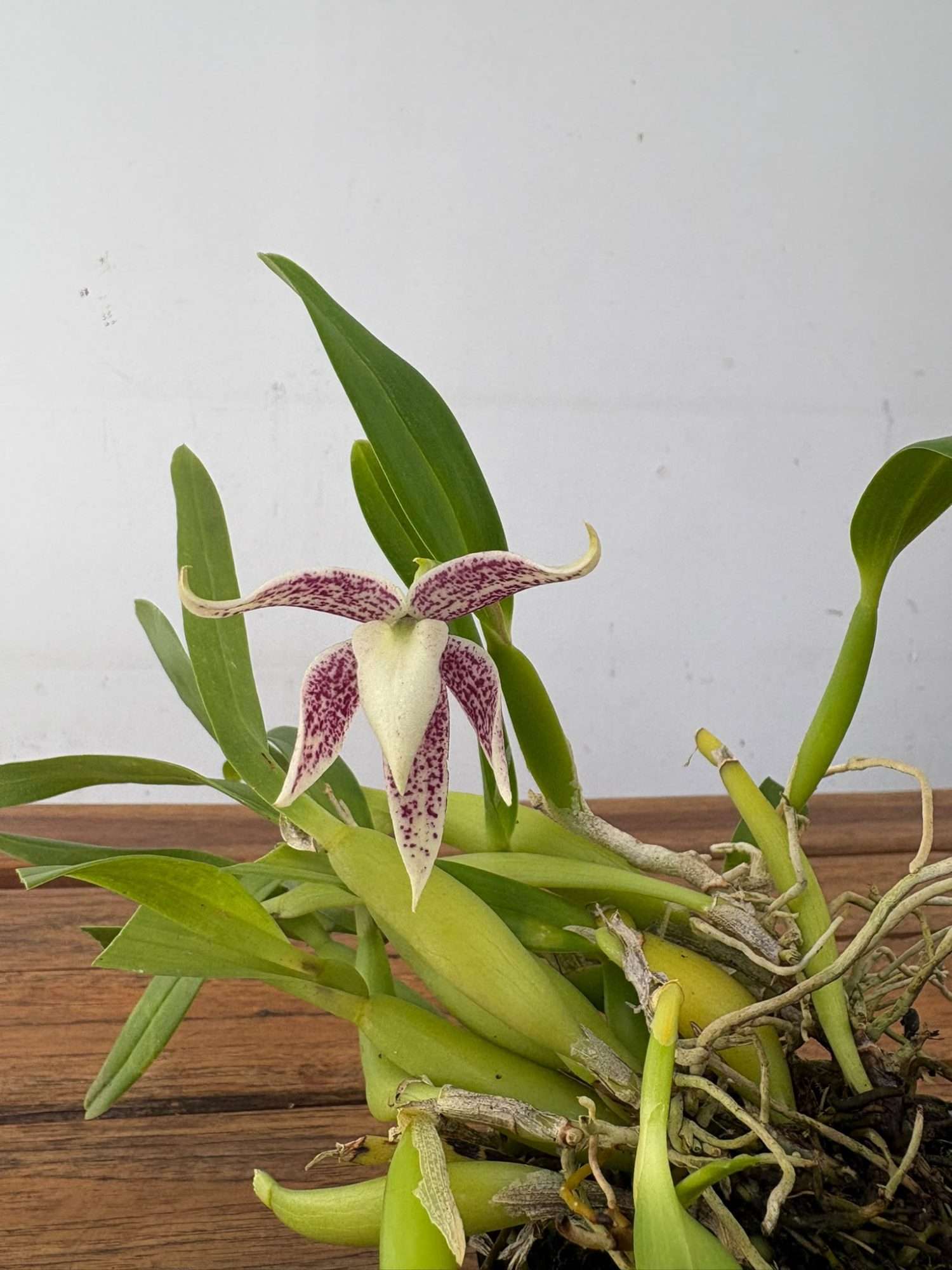 Prosthechea - V.9 - Image 2
