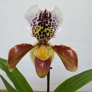 Paphiopedilum 'Amerikaanse' - V.12