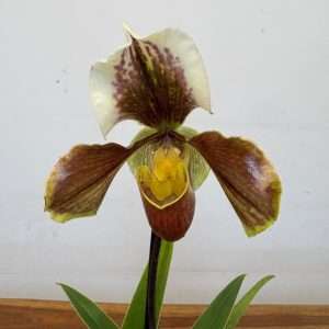 Paphiopedilum 'Amerikaanse' - V.12