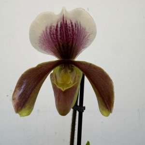 Paphiopedilum 'Amerikaanse' - V.12