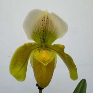 Paphiopedilum 'Amerikaanse' - V.12