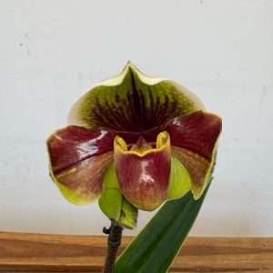 Paphiopedilum 'Amerikaanse' - V.12