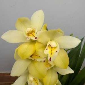 Cymbidium  - V.14