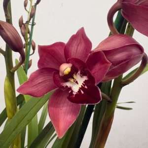 Cymbidium  - V.14