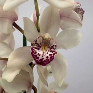Cymbidium  - V.14
