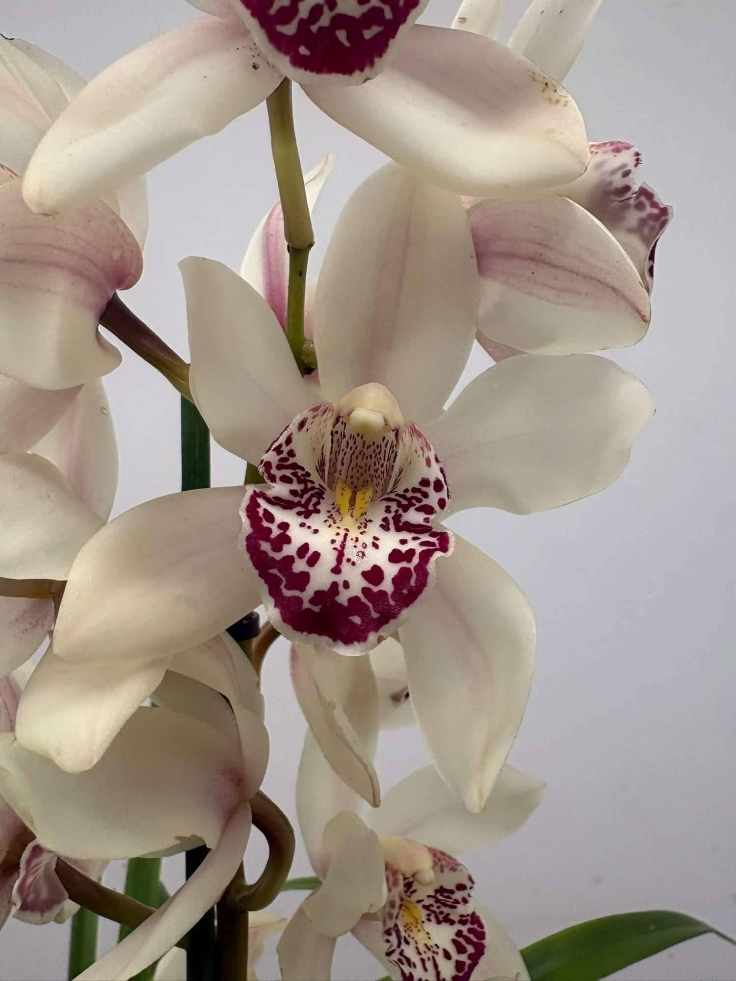 Cymbidium - V.14