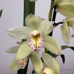 Cymbidium  - V.14